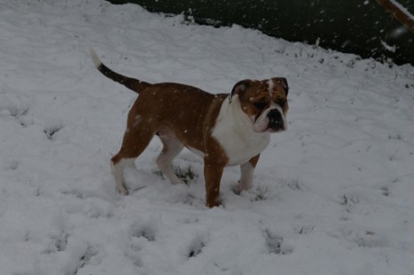 Continental Bulldogs Seeblickbulls Bilderalbum - im Schnee am 18.01.2018