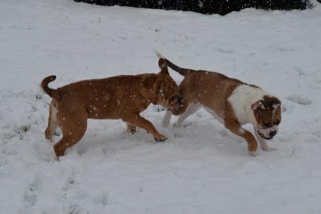 Continental Bulldogs Seeblickbulls Bilderalbum - im Schnee am 18.01.2018