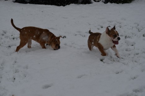 Continental Bulldogs Seeblickbulls Bilderalbum - im Schnee am 18.01.2018