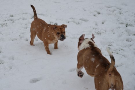 Continental Bulldogs Seeblickbulls Bilderalbum - im Schnee am 18.01.2018