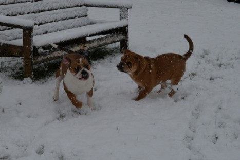 Continental Bulldogs Seeblickbulls Bilderalbum - im Schnee am 18.01.2018