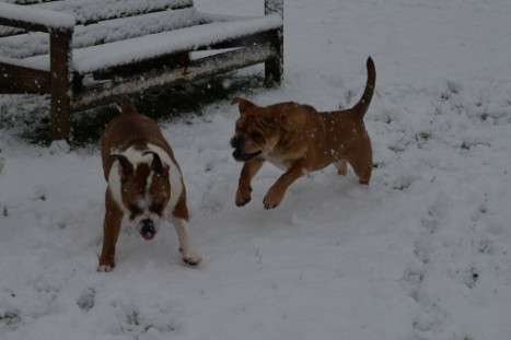 Continental Bulldogs Seeblickbulls Bilderalbum - im Schnee am 18.01.2018