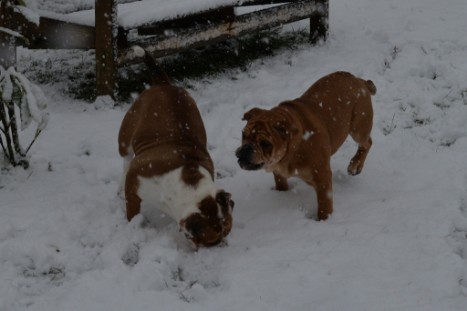 Continental Bulldogs Seeblickbulls Bilderalbum - im Schnee am 18.01.2018