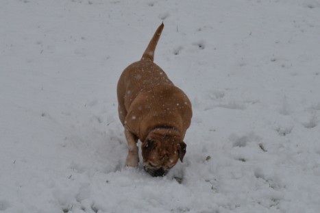 Continental Bulldogs Seeblickbulls Bilderalbum - im Schnee am 18.01.2018