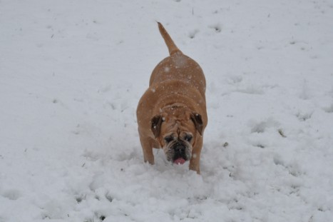 Continental Bulldogs Seeblickbulls Bilderalbum - im Schnee am 18.01.2018