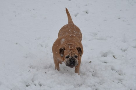 Continental Bulldogs Seeblickbulls Bilderalbum - im Schnee am 18.01.2018