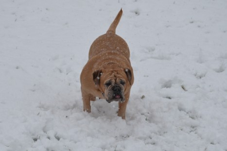 Continental Bulldogs Seeblickbulls Bilderalbum - im Schnee am 18.01.2018