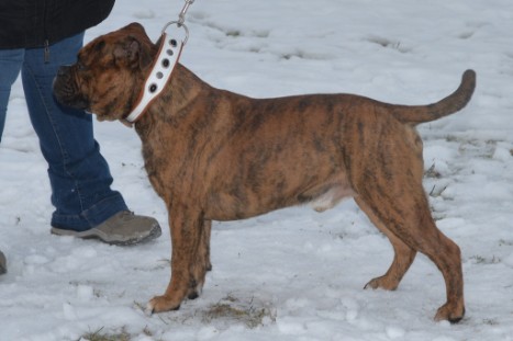 Continental Bulldogs Seeblickbulls Bilderalbum- Ausflug mit Fiete und Jo Paule