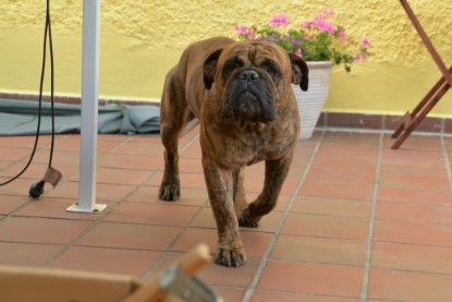 Continental Bulldogs Seeblickbulls Bilderalbum - Rthur-Louis zu Besuch