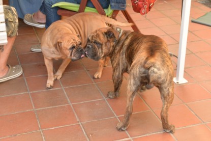 Continental Bulldogs Seeblickbulls Bilderalbum - Rthur-Louis zu Besuch