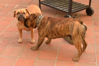 Continental Bulldogs Seeblickbulls Bilderalbum - Rthur-Louis zu Besuch