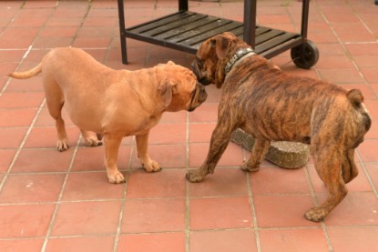 Continental Bulldogs Seeblickbulls Bilderalbum - Rthur-Louis zu Besuch