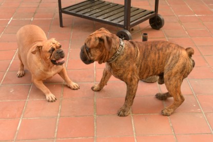 Continental Bulldogs Seeblickbulls Bilderalbum - Rthur-Louis zu Besuch