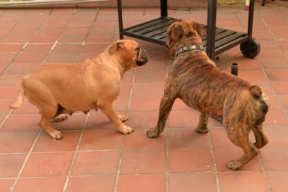 Continental Bulldogs Seeblickbulls Bilderalbum - Rthur-Louis zu Besuch