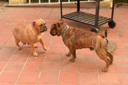 Continental Bulldogs Seeblickbulls Bilderalbum - Rthur-Louis zu Besuch