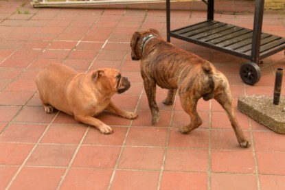 Continental Bulldogs Seeblickbulls Bilderalbum - Rthur-Louis zu Besuch