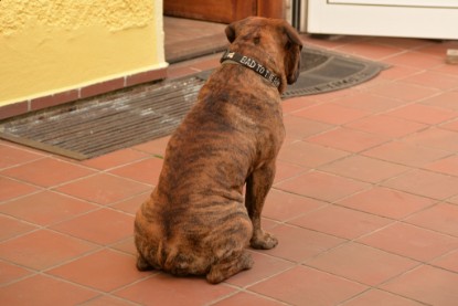 Continental Bulldogs Seeblickbulls Bilderalbum - Rthur-Louis zu Besuch