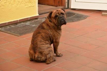 Continental Bulldogs Seeblickbulls Bilderalbum - Rthur-Louis zu Besuch