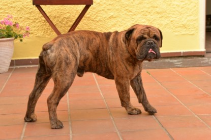 Continental Bulldogs Seeblickbulls Bilderalbum - Rthur-Louis zu Besuch