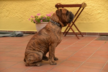 Continental Bulldogs Seeblickbulls Bilderalbum - Rthur-Louis zu Besuch