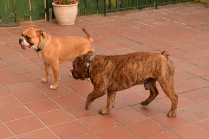 Continental Bulldogs Seeblickbulls Bilderalbum - Rthur-Louis zu Besuch