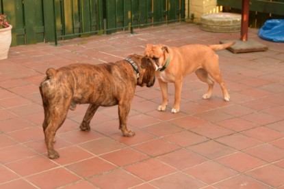 Continental Bulldogs Seeblickbulls Bilderalbum - Rthur-Louis zu Besuch