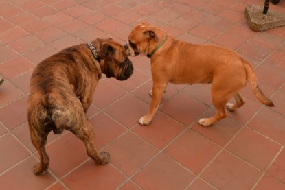 Continental Bulldogs Seeblickbulls Bilderalbum - Rthur-Louis zu Besuch