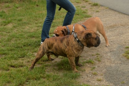 Continental Bulldogs Seeblickbulls Bilderalbum - Rthur-Louis zu Besuch