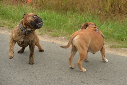 Continental Bulldogs Seeblickbulls Bilderalbum - Rthur-Louis zu Besuch