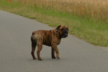 Continental Bulldogs Seeblickbulls Bilderalbum - Rthur-Louis zu Besuch