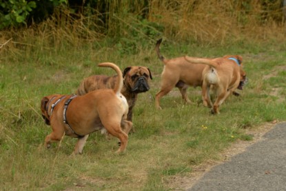 Continental Bulldogs Seeblickbulls Bilderalbum - Rthur-Louis zu Besuch