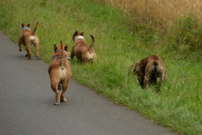 Continental Bulldogs Seeblickbulls Bilderalbum - Rthur-Louis zu Besuch