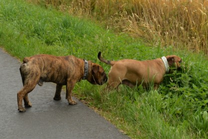 Continental Bulldogs Seeblickbulls Bilderalbum - Rthur-Louis zu Besuch