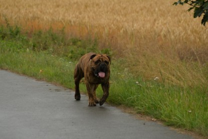 Continental Bulldogs Seeblickbulls Bilderalbum - Rthur-Louis zu Besuch