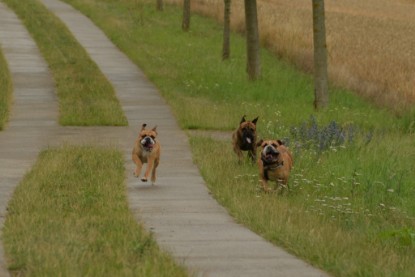 Continental Bulldogs Seeblickbulls Bilderalbum - Rthur-Louis zu Besuch