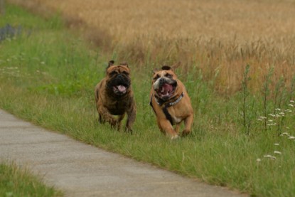 Continental Bulldogs Seeblickbulls Bilderalbum - Rthur-Louis zu Besuch