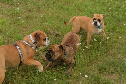 Continental Bulldogs Seeblickbulls Bilderalbum - Rthur-Louis zu Besuch