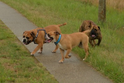 Continental Bulldogs Seeblickbulls Bilderalbum - Rthur-Louis zu Besuch