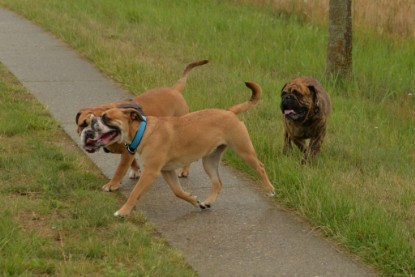 Continental Bulldogs Seeblickbulls Bilderalbum - Rthur-Louis zu Besuch