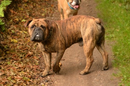 Continental Bulldogs Seeblickbulls Bilderalbum - Rthur-Louis zu Besuch