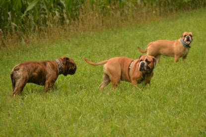 Continental Bulldogs Seeblickbulls Bilderalbum - Rthur-Louis zu Besuch