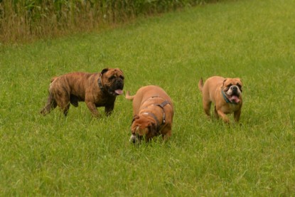 Continental Bulldogs Seeblickbulls Bilderalbum - Rthur-Louis zu Besuch