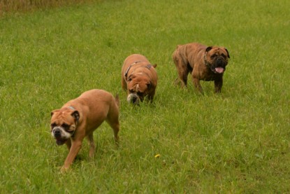 Continental Bulldogs Seeblickbulls Bilderalbum - Rthur-Louis zu Besuch