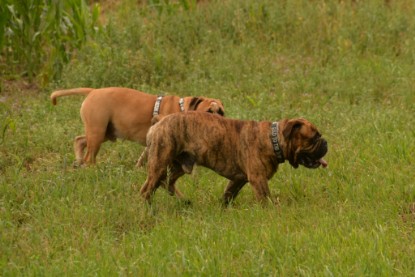 Continental Bulldogs Seeblickbulls Bilderalbum - Rthur-Louis zu Besuch