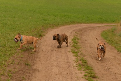 Continental Bulldogs Seeblickbulls Bilderalbum - Rthur-Louis zu Besuch