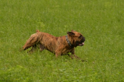 Continental Bulldogs Seeblickbulls Bilderalbum - Rthur-Louis zu Besuch