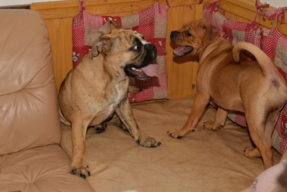 Continental Bulldogs Seeblickbulls Bilderalbum - General Willi zu Besuch