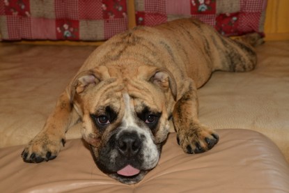 Continental Bulldogs Seeblickbulls Bilderalbum - General Willi zu Besuch