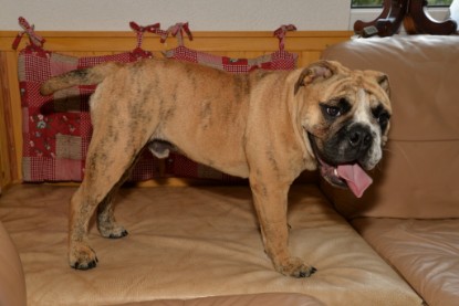 Continental Bulldogs Seeblickbulls Bilderalbum - General Willi zu Besuch