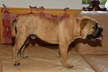 Continental Bulldogs Seeblickbulls Bilderalbum - General Willi zu Besuch